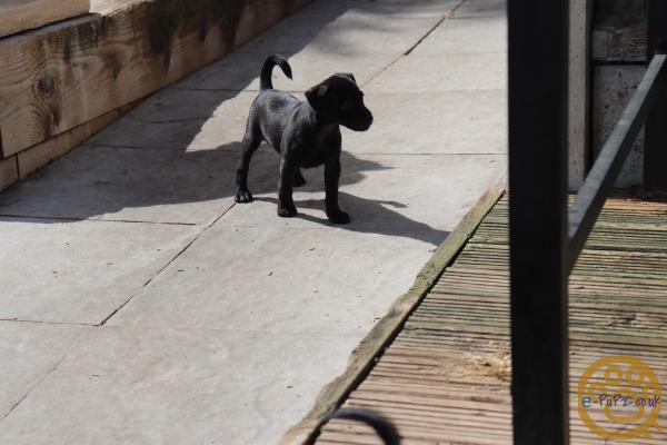 Stunning xoloitzcuintli coated puppy's