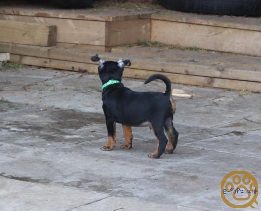 Stunning xoloitzcuintli coated puppy's