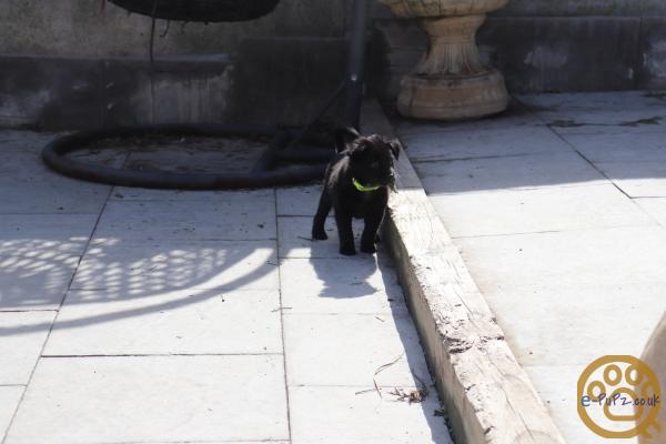 Stunning xoloitzcuintli coated puppy's