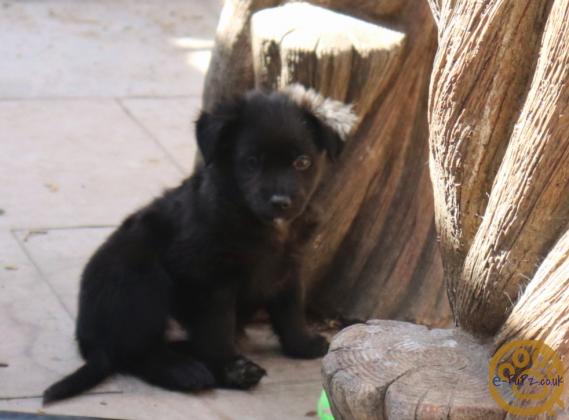 Stunning xoloitzcuintli coated puppy's