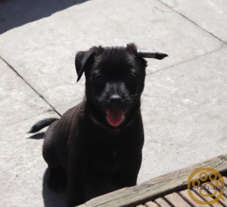 Stunning xoloitzcuintli coated puppy's