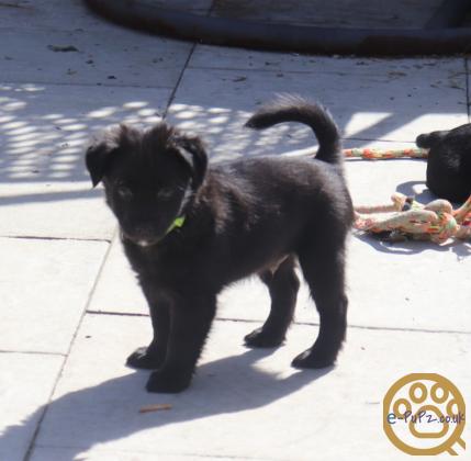 Stunning xoloitzcuintli coated puppy's