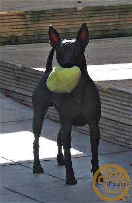 Stunning xoloitzcuintli coated puppy's