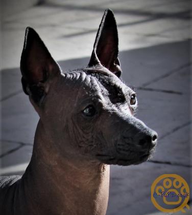 Stunning xoloitzcuintli coated puppy's