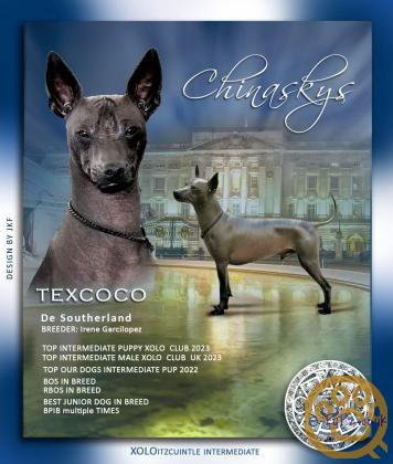 Stunning xoloitzcuintli coated puppy's