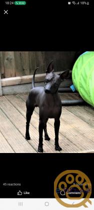 Stunning xoloitzcuintli coated puppy's
