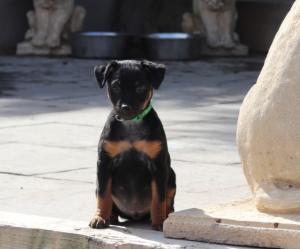 Stunning xoloitzcuintli coated puppy's