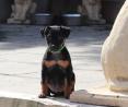 Stunning xoloitzcuintli coated puppy's