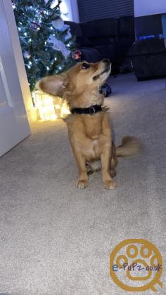 Chihuahua x Patterdale Terrier