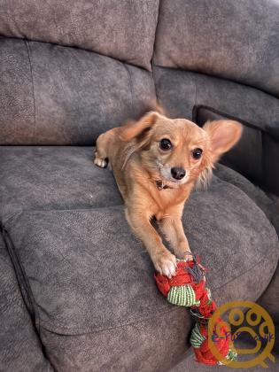 Chihuahua x Patterdale Terrier