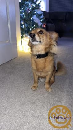 Chihuahua x Patterdale Terrier