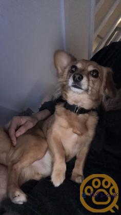 Chihuahua x Patterdale Terrier