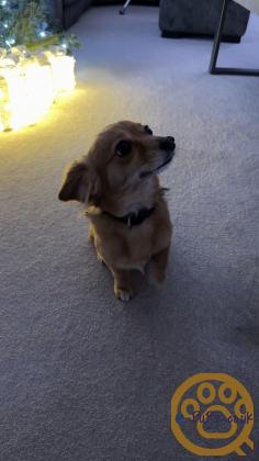 Chihuahua x Patterdale Terrier