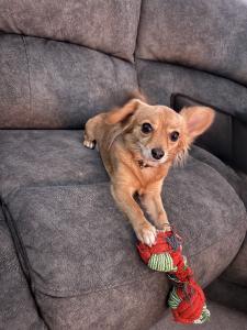 Chihuahua x Patterdale Terrier