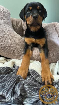 12 Week old Rottweiler