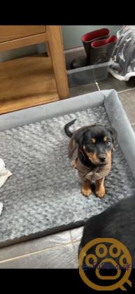 12 Week old Rottweiler