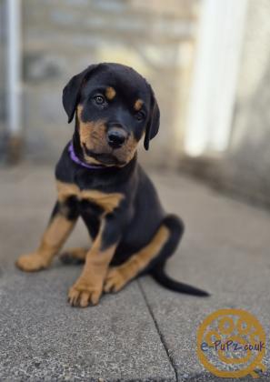12 Week old Rottweiler