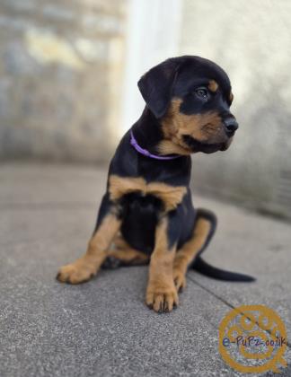 12 Week old Rottweiler