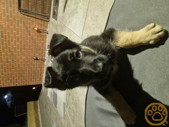 German Shepherd puppies