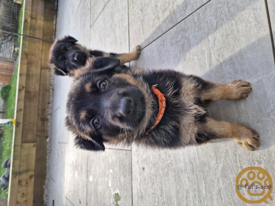 German Shepherd puppies