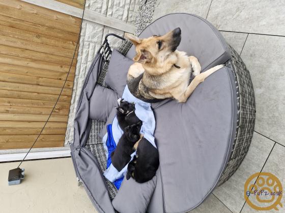 German Shepherd puppies