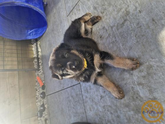 German Shepherd puppies