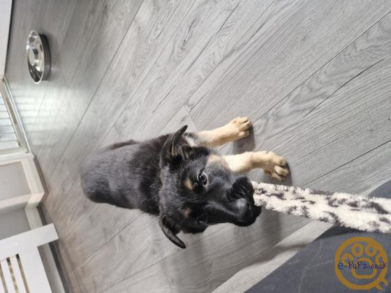 German Shepherd puppies