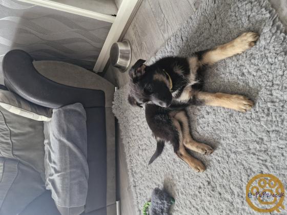 German Shepherd puppies
