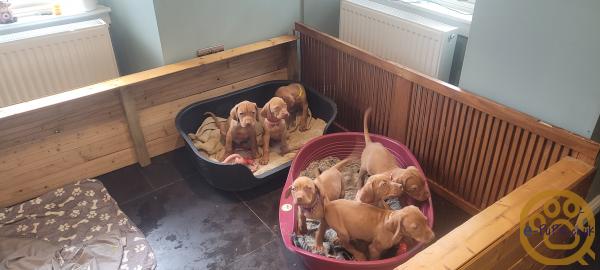 KC registered Hungarian Vizslas