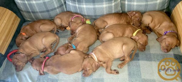 KC registered Hungarian Vizslas