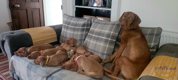 KC registered Hungarian Vizslas