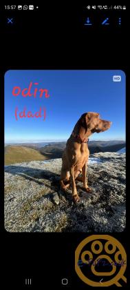 KC registered Hungarian Vizslas