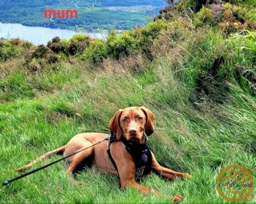 KC registered Hungarian Vizslas