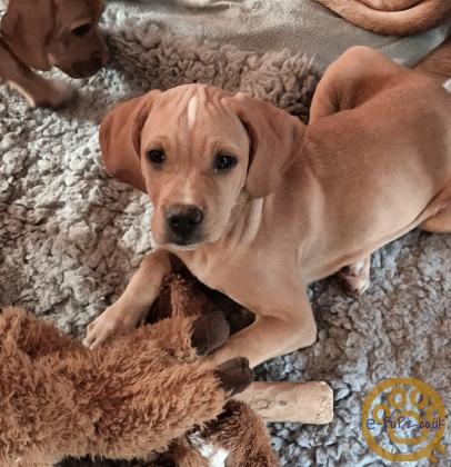 Portuguese pointer puppy for sale