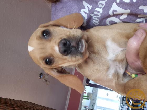 Portuguese pointer puppy for sale