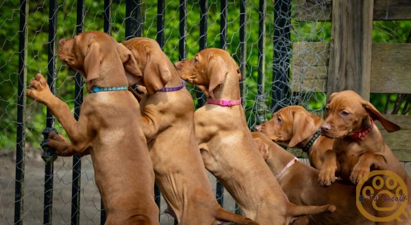 KC registered Hungarian Vizslas