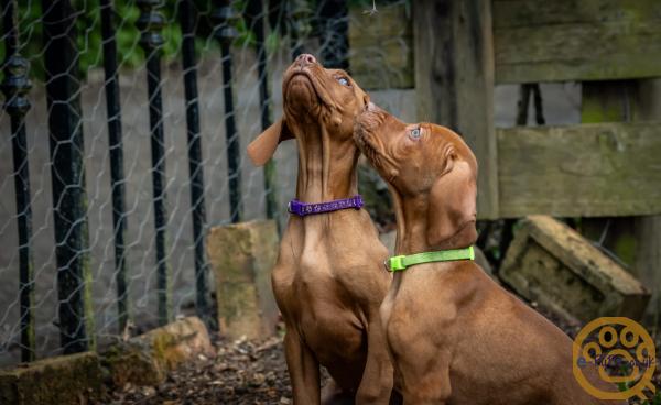 KC registered Hungarian Vizslas