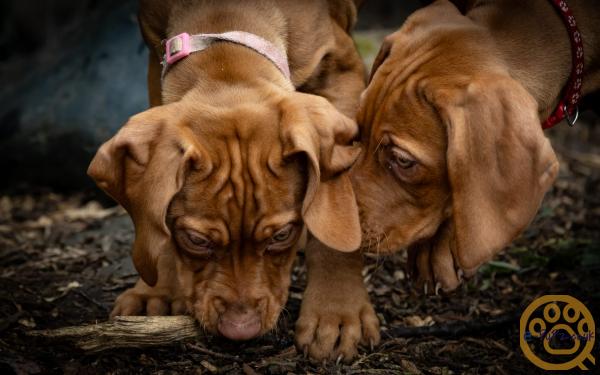 KC registered Hungarian Vizslas