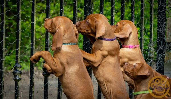 KC registered Hungarian Vizslas