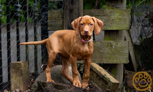 KC registered Hungarian Vizslas