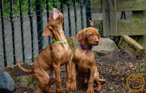 KC registered Hungarian Vizslas
