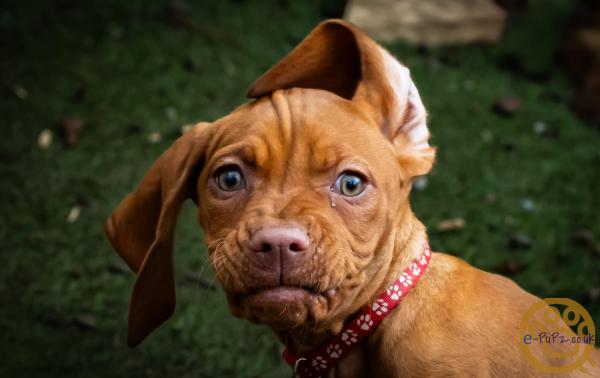 KC registered Hungarian Vizslas