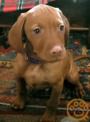 KC registered Hungarian Vizslas