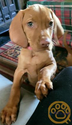 KC registered Hungarian Vizslas