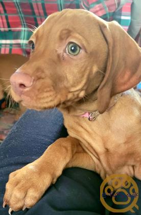 KC registered Hungarian Vizslas