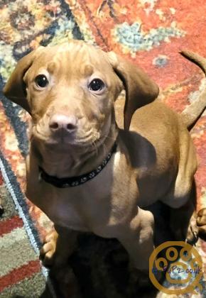 KC registered Hungarian Vizslas