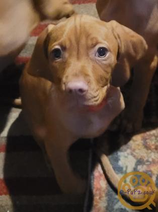 KC registered Hungarian Vizslas