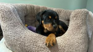 12 Week old Rottweiler