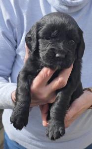 Cocker spaniel puppies