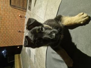 German Shepherd puppies